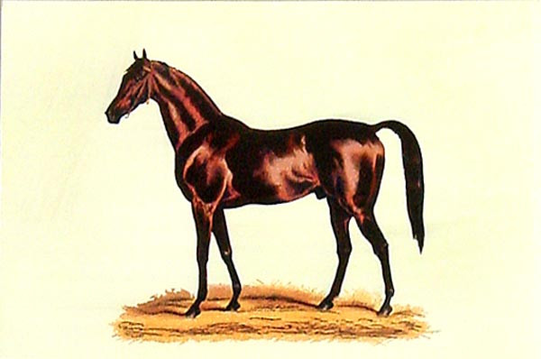 16360 CHEVAL II - 10X15
