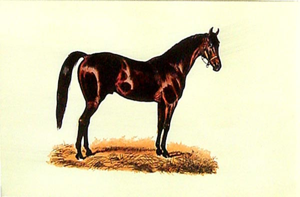 16361 CHEVAL III - 10X15