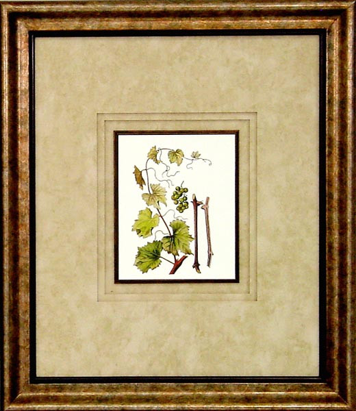 16488 PLATE XIV - 20X24