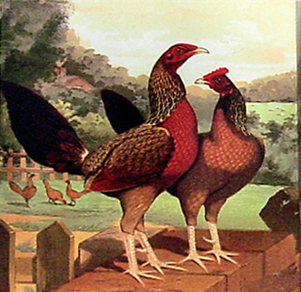 16499 CHICKEN DO'S I - 16X16 (Temporarily Discontinued)