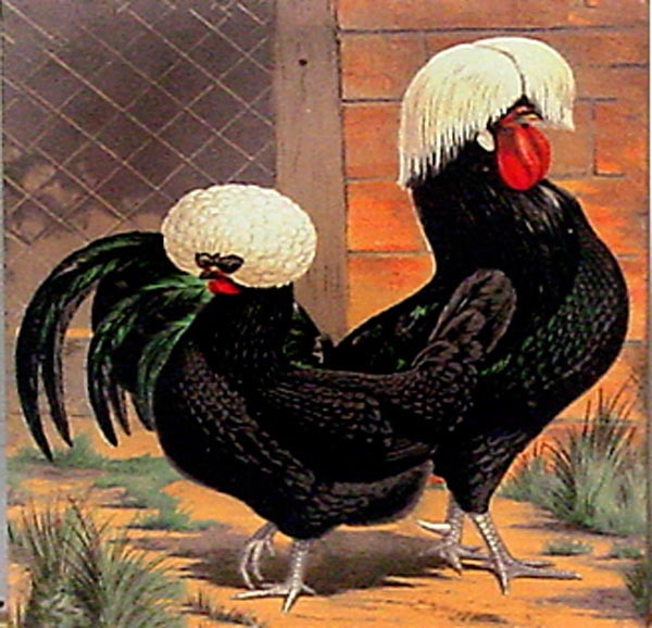 16500 CHICKEN DO'S II - 16X16 (Temporarily Discontinued)