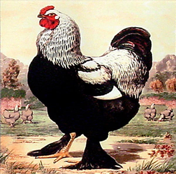16501 CHICKEN DO'S III - 16X16 (Temporarily Discontinued)