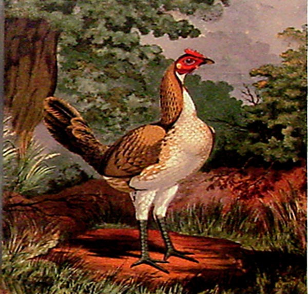16502 CHICKEN DO'S IV - 16X16 (Temporarily Discontinued)