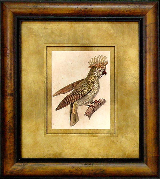17339 COCKATOO I - 24X28