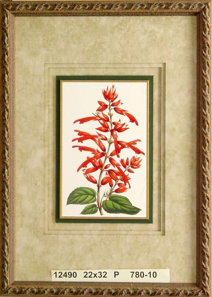 12490 SALVIA SPLENDENS - 22X32