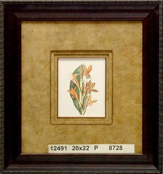 12491 CANNA ANNAEI - 20X22