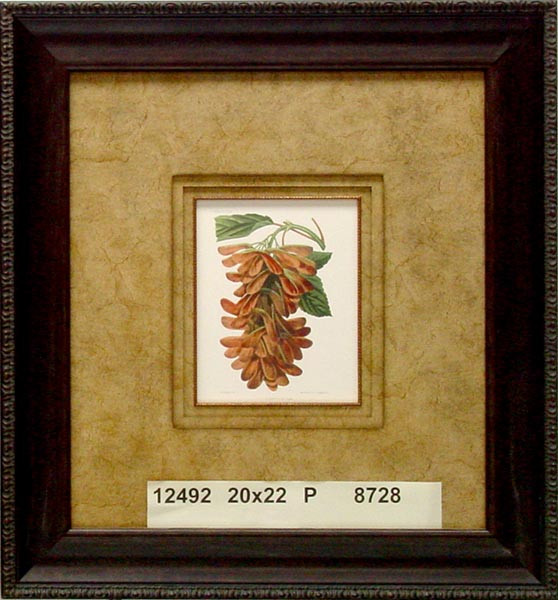 12492 ERABLE SYCAMORE - 20X22