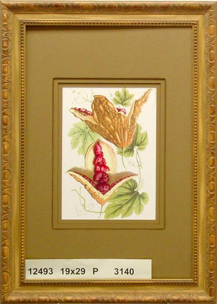12493 MOMORDICA CHARANTIA - 19X29