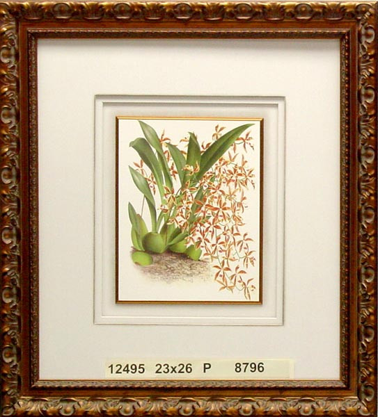 12495 ODONTOGLOSSUM CONSTRICTUM - 23X26
