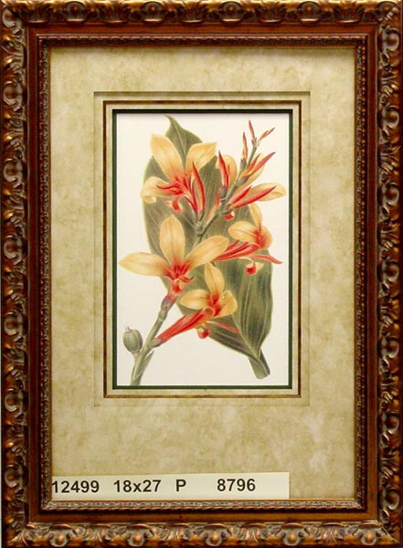 12499 CANNA DEPUTE - 18X27