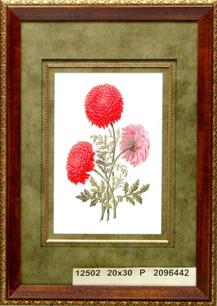 12502 PYRETHRUM ROSEUM - 20X30