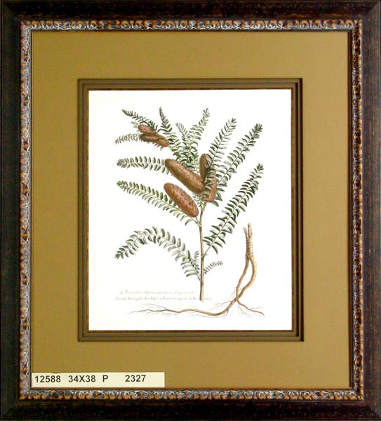 12588 ASTRAGALUS - 34X38