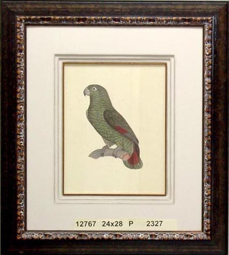 12767 PARROT 12 - 24X28