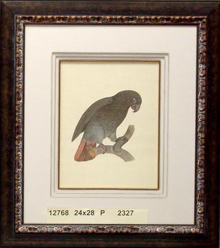 12768 PARROT 11 - 24X28