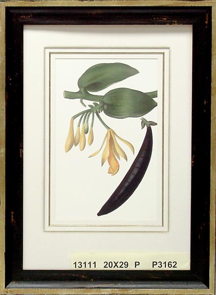 13111 VANILLA LUTESCENS - 20X29