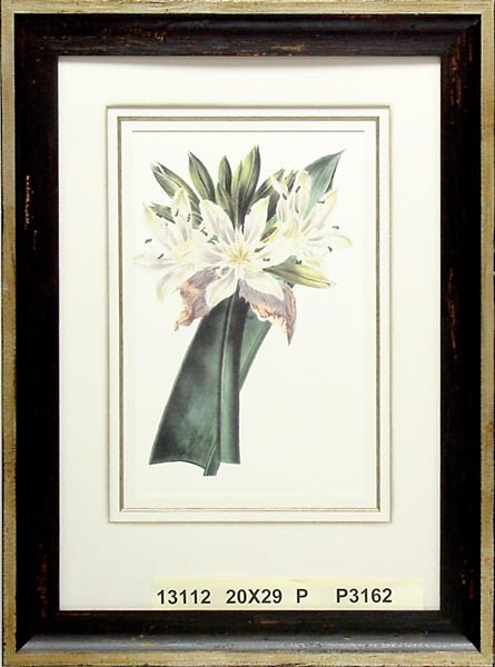 13112 PANCRATIUM - 20X29