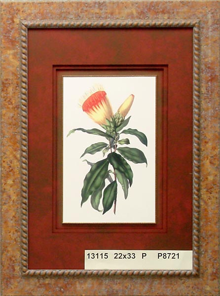 13115 STIFFTIA CHRYSANTHA - 22X33