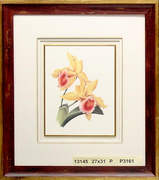 13145 LEALIO CATTLEYA - 27X31