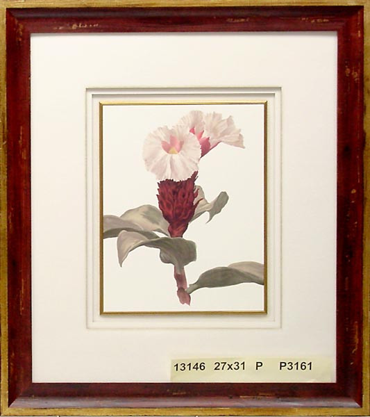 13146 LOSTUS SPEZISUS - 27X31