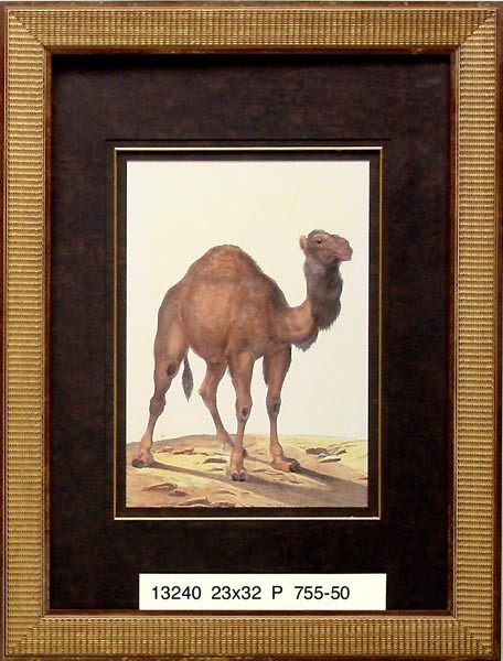 13240 CAMELUS DROMEDARIUS - 23X32