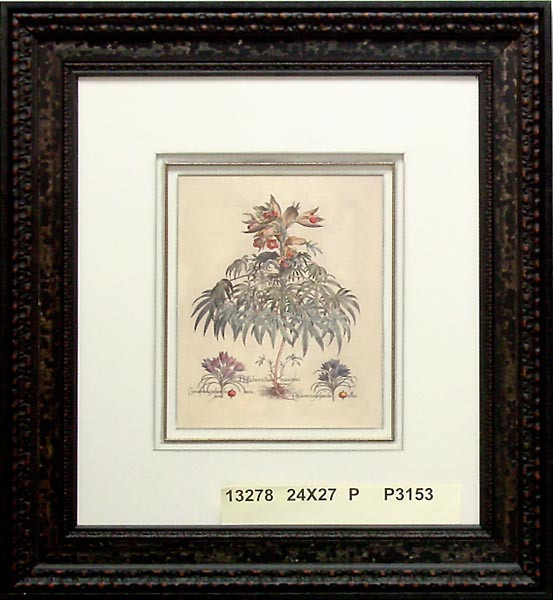13278 HELLEBORASTER - 24X27