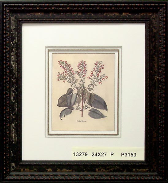 13279 COLUS IOVIS - 24X27