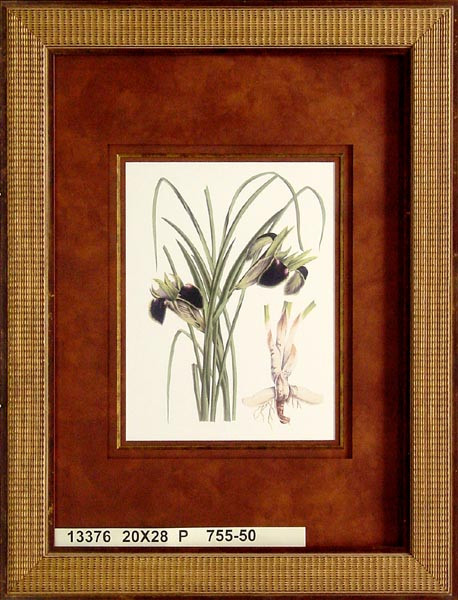 13376 IRIS TUBEROSA - 20X28