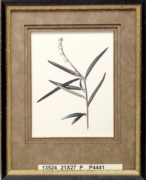 13524 CROTON LINEARE - 21X27