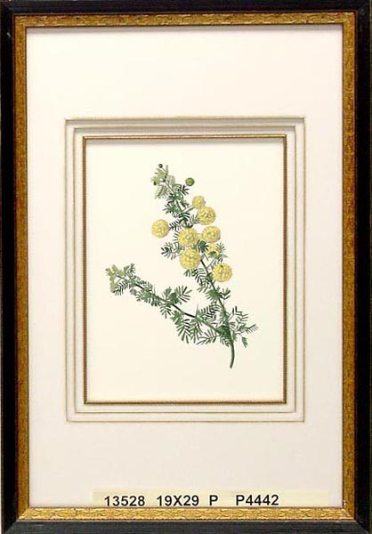 13528 ACACIA PULCHELLA - 19X29