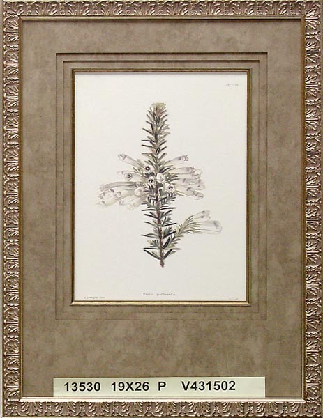 13530 ERICA PELLUCIDA - 19X26