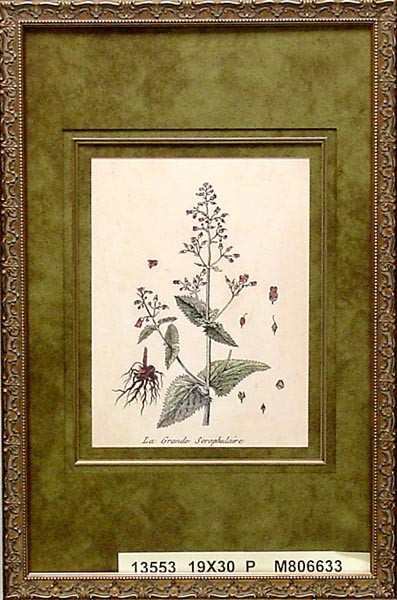 13553 LA GRANDE SEROPHULAIRE - 19X30