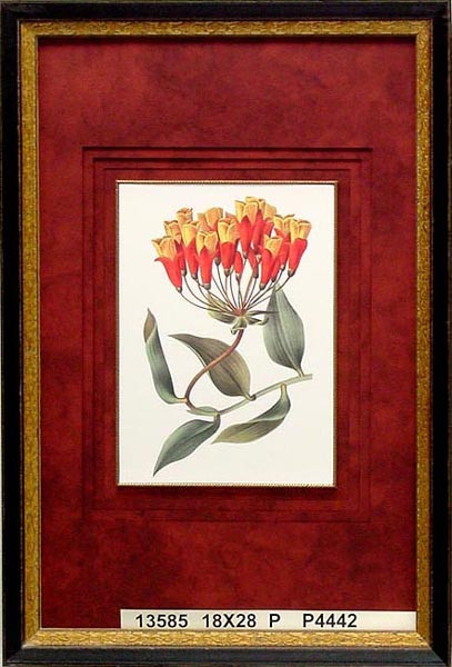 13585 BOMAREA CALDASIANA - 18X28