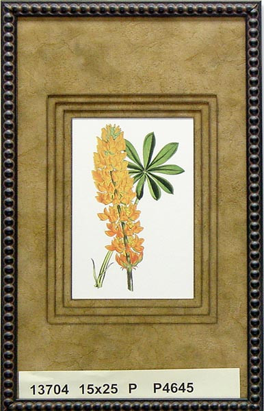 13704 LUPINUS MENZIESI - 15X25