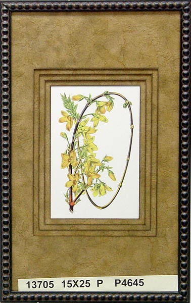 13705 FORSYTHIA SUSPENSA - 15X25