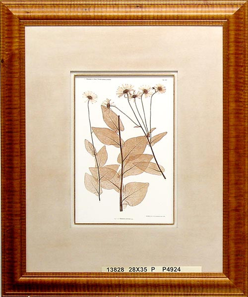 13828 DORONICUM AUSTRIACUM - 28X35