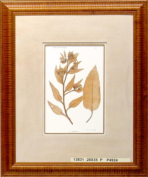 13831 SYMPHYTUM - 28X35