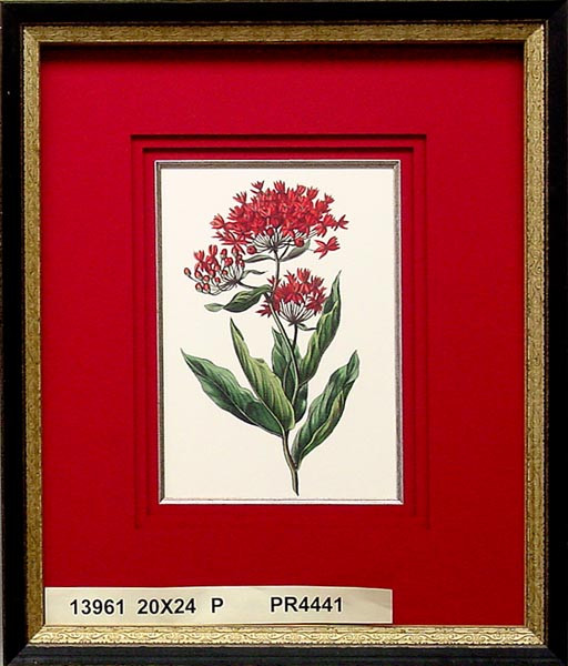 13961 ASCLEPIAS - 20X24