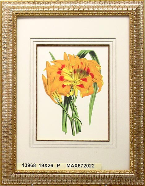 13968 HEMEROCALLIS - 19X26