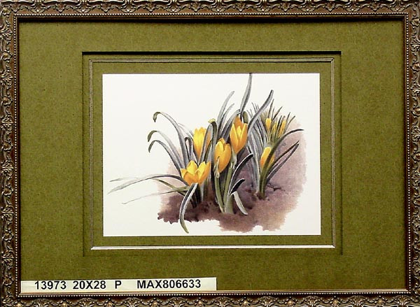 13973 STERNBERGIA LUTEA - 20X28