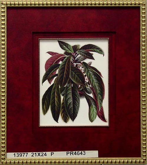 13977 CENTROSOLENIA - 21X24