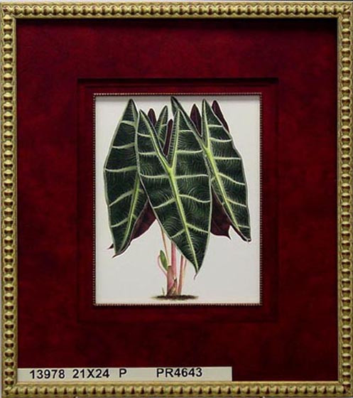 13978 ALOCASIA PUTZEYSI - 21X24