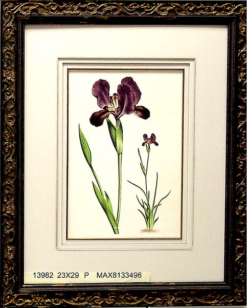 13982 IRIS ALCMENE - 23X29