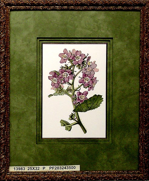 13983 WIGANDIA MACROPHYLLA - 26X32