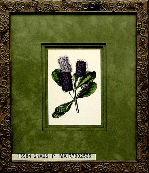13984 VERENICA SPECIOSA - 21X25