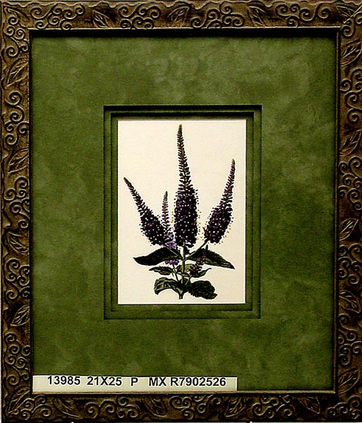 13985 VERENICA LONGIFOLIA - 21X25