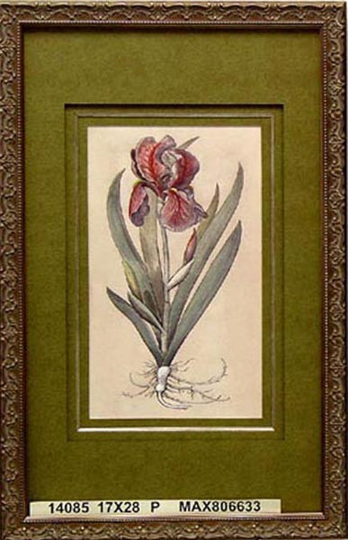 14085 IRIS LATIFOLIA - 17X28