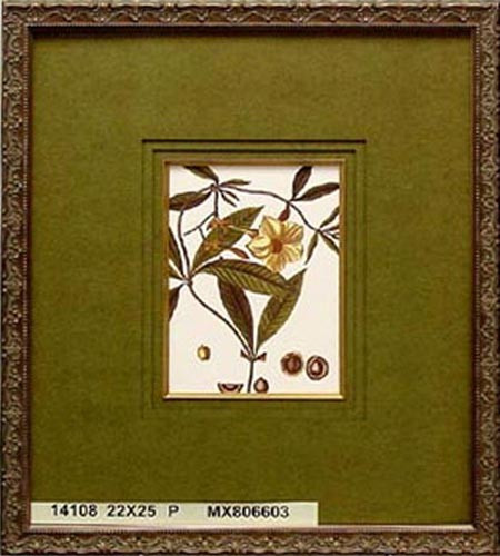 14108 ALLAMANDA - 22X25
