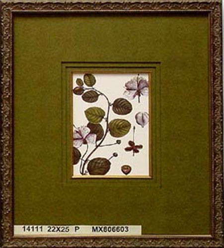 14111 CAPPARIS - 22X25