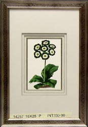 14257 CHAMPION AURICULA - 16X25