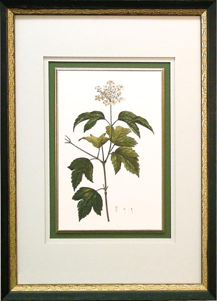 14479 VIORNE - 20X29